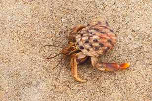 Sand crab-6944.jpg